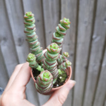 Load image into Gallery viewer, Crassula x rupestris f. marnieriana HOTTENTOT 5.5cm