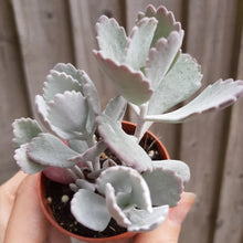 Load image into Gallery viewer, Kalanchoe pumila – UK-Grown Dusty White Flowering Succulent