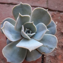 Load image into Gallery viewer, Echeveria LILICINA ghost plant 5.5cm