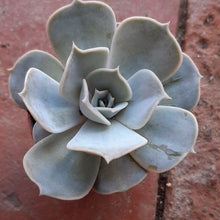 Load image into Gallery viewer, Echeveria LILICINA ghost plant 5.5cm