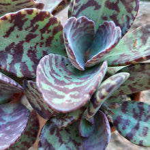 Load image into Gallery viewer, Kalanchoe humilis 'Tiger' – UK-Grown Red Zebra Succulent