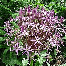 Load image into Gallery viewer, Allium christophii (Star of Persia) – Pack of 5 Bulbs