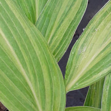 Load image into Gallery viewer, Hosta HYUGA URAJIRO