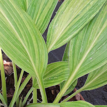 Load image into Gallery viewer, Hosta HYUGA URAJIRO