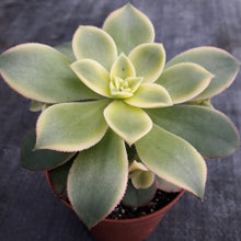 Load image into Gallery viewer, Aeonium KIWI