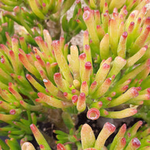 Load image into Gallery viewer, Crassula Ovata HORN TREE