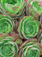 Load image into Gallery viewer, Aeonium 'Velour' – UK-Grown Succulent