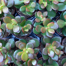 Load image into Gallery viewer, Crassula ovata 'Minor' – UK-Grown Mini Jade Plant