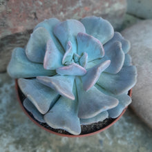 Load image into Gallery viewer, Echeveria CUBIC FROST