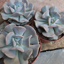 Load image into Gallery viewer, Echeveria CUBIC FROST
