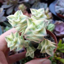 Load image into Gallery viewer, Crassula perforata 'Variegata' – UK-Grown String of Buttons