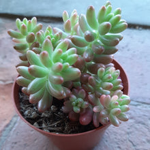 Load image into Gallery viewer, Sedum Rubrotinctum AURORA Variegated jelly beans