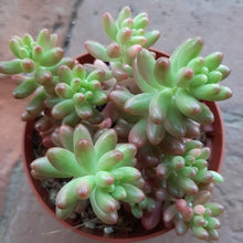Load image into Gallery viewer, Sedum Rubrotinctum AURORA Variegated jelly beans