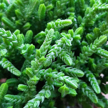 Load image into Gallery viewer, Crassula MUSCOSA syn. Lycopodioides