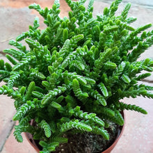 Load image into Gallery viewer, Crassula MUSCOSA syn. Lycopodioides