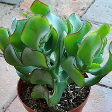 Load image into Gallery viewer, Crassula Arborescens Ssp. Undulatifolia 'CURLY'