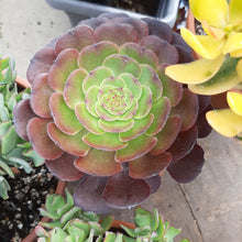 Load image into Gallery viewer, Aeonium 'Velour' – UK-Grown Succulent