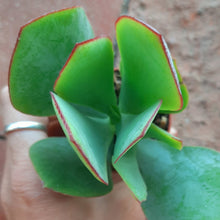 Load image into Gallery viewer, Crassula arborescens – UK-Grown Silver Jade Plant