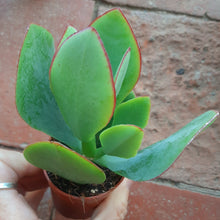 Load image into Gallery viewer, Crassula arborescens – UK-Grown Silver Jade Plant
