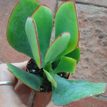 Load image into Gallery viewer, Crassula arborescens – UK-Grown Silver Jade Plant