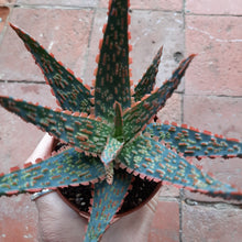 Load image into Gallery viewer, Aloe 'Dannyz' – UK-Grown Colourful Succulent, 10cm Pot