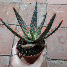 Load image into Gallery viewer, Aloe 'Dannyz' – UK-Grown Colourful Succulent, 10cm Pot