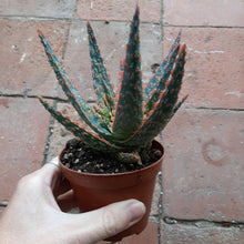 Load image into Gallery viewer, Aloe 'Dannyz' – UK-Grown Colourful Succulent, 10cm Pot
