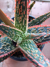 Load image into Gallery viewer, Aloe 'Dannyz' – UK-Grown Colourful Succulent, 10cm Pot