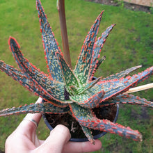 Load image into Gallery viewer, Aloe 'Dannyz' – UK-Grown Colourful Succulent, 10cm Pot