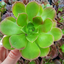 Load image into Gallery viewer, Aeonium 'Blushing Beauty' – UK-Grown Succulent