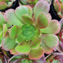 Load image into Gallery viewer, Aeonium 'Blushing Beauty' – UK-Grown Succulent