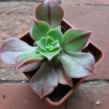 Load image into Gallery viewer, Aeonium Leucoblepharum