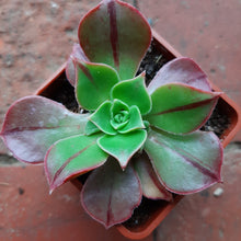 Load image into Gallery viewer, Aeonium Leucoblepharum