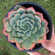 Load image into Gallery viewer, Echeveria Secunda Var. Glauca