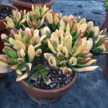 Load image into Gallery viewer, Crassula ovata 'Red Horn' – UK-Grown Variegated Jade