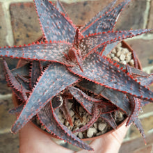 Load image into Gallery viewer, Aloe 'Christmas Carol' – UK-Grown Colourful Succulent