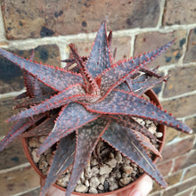 Load image into Gallery viewer, Aloe 'Christmas Carol' – UK-Grown Colourful Succulent