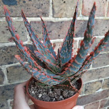 Load image into Gallery viewer, Aloe 'Dannyz' – UK-Grown Colourful Succulent, 10cm Pot