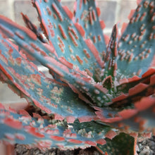 Load image into Gallery viewer, Aloe 'Dannyz' – UK-Grown Colourful Succulent, 10cm Pot