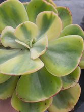 Load image into Gallery viewer, Echeveria ENFANT syn. SUNSET PEONY