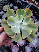 Load image into Gallery viewer, Echeveria ENFANT syn. SUNSET PEONY