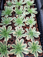 Load image into Gallery viewer, Aeonium FLORESENS syn. STARBURST