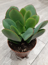 Load image into Gallery viewer, Crassula arborescens – UK-Grown Silver Jade Plant
