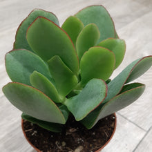 Load image into Gallery viewer, Crassula arborescens – UK-Grown Silver Jade Plant