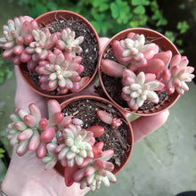Load image into Gallery viewer, 3 × Sedum rubrotinctum ‘Aurora’ – UK-Grown Jelly Bean Plants