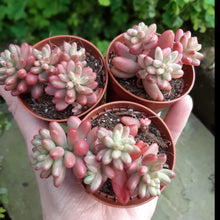 Load image into Gallery viewer, 3 × Sedum rubrotinctum ‘Aurora’ – UK-Grown Jelly Bean Plants