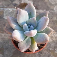 Load image into Gallery viewer, x Pachyveria OPALINA