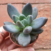 Load image into Gallery viewer, × Sedeveria ‘Blue Mist’ – UK-Grown Steel-Blue Succulent