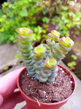 Load image into Gallery viewer, Crassula x rupestris f. marnieriana HOTTENTOT 5.5cm
