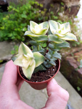 Load image into Gallery viewer, Crassula perforata 'Variegata' – UK-Grown String of Buttons